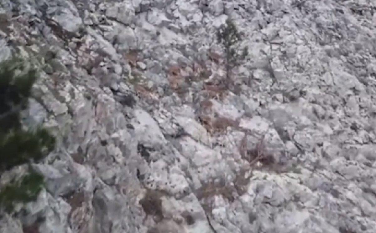 Adana'da dağ keçileri sarp yamaçlarında görüntülendi