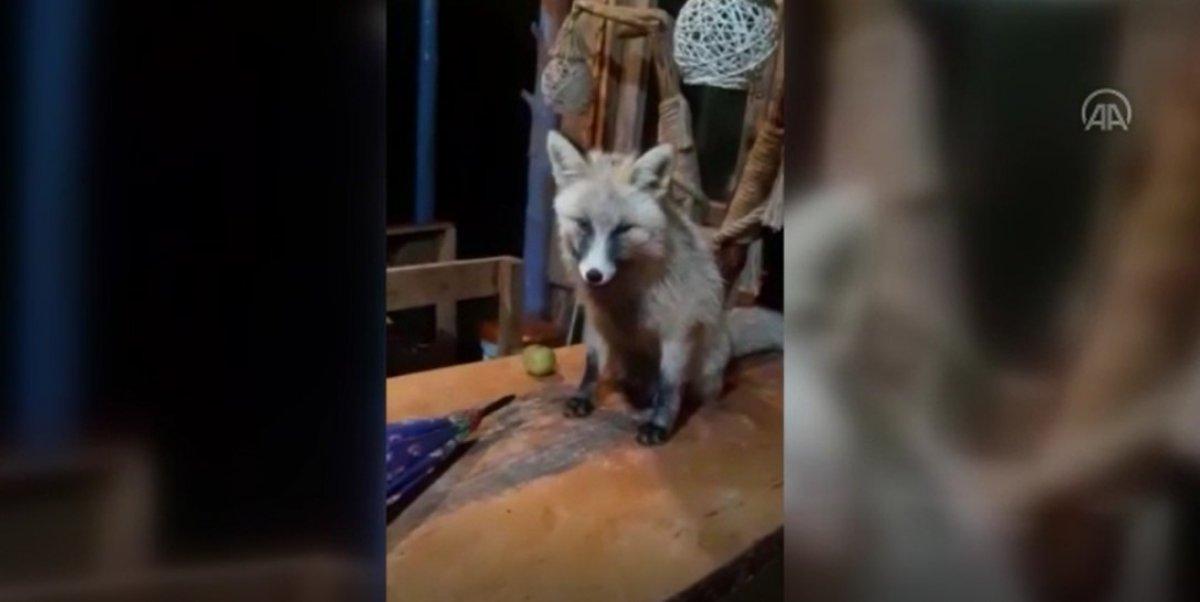 Rizeli esnafın tilkilerle gülümseten sohbeti