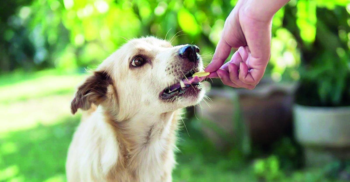 Sokak hayvanları ve tehlikeli ırklara 4 ayaklı çözüm planı