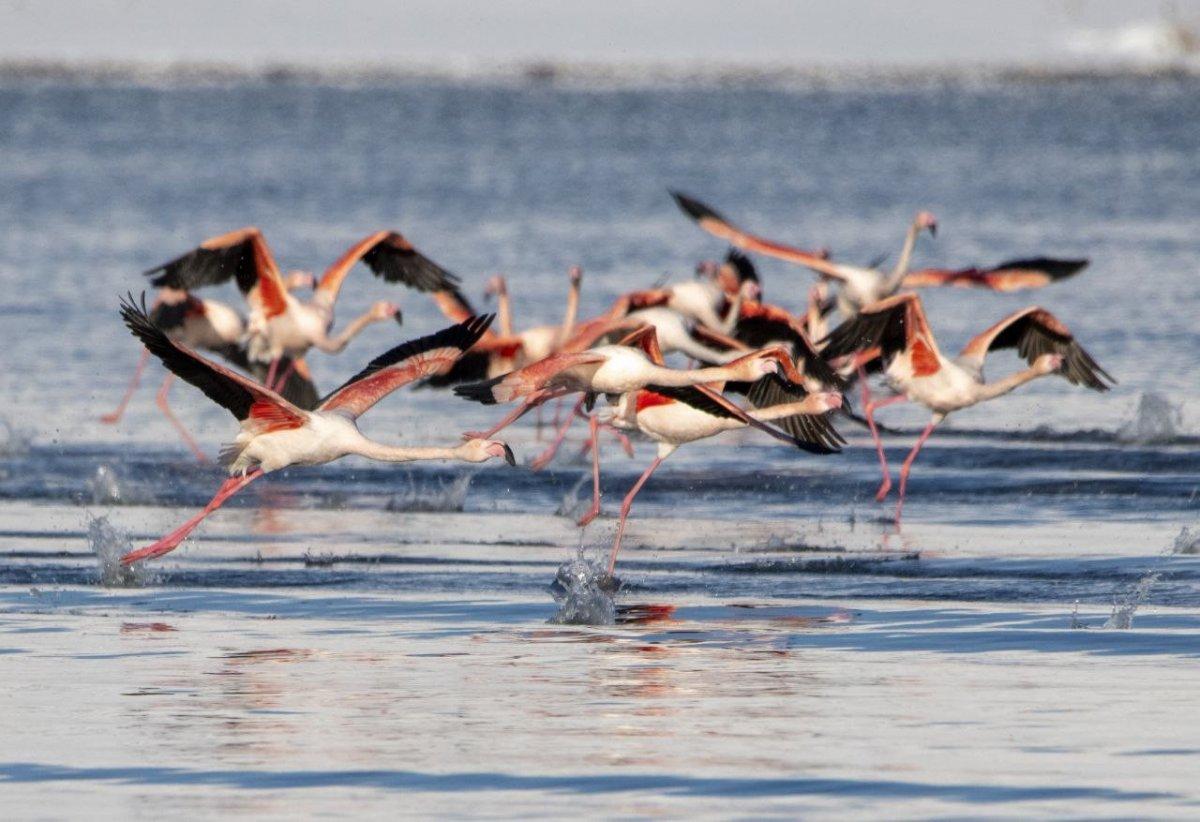 Flamingolar bu kış Van'ı terk etmedi