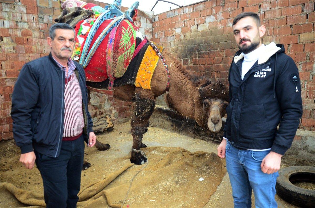 Aydın'daki deve borç nedeniyle haczedildi