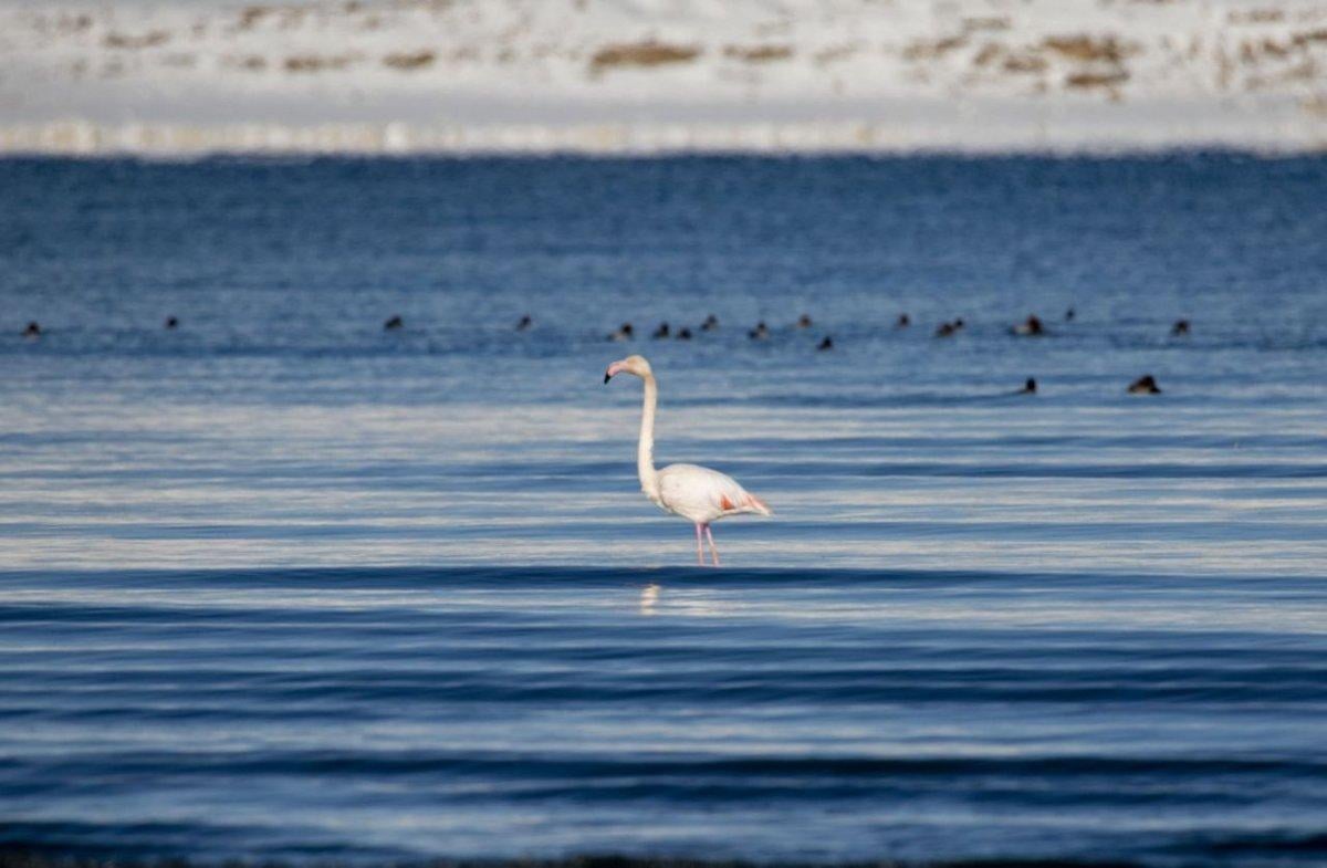 Flamingolar bu kış Van'ı terk etmedi