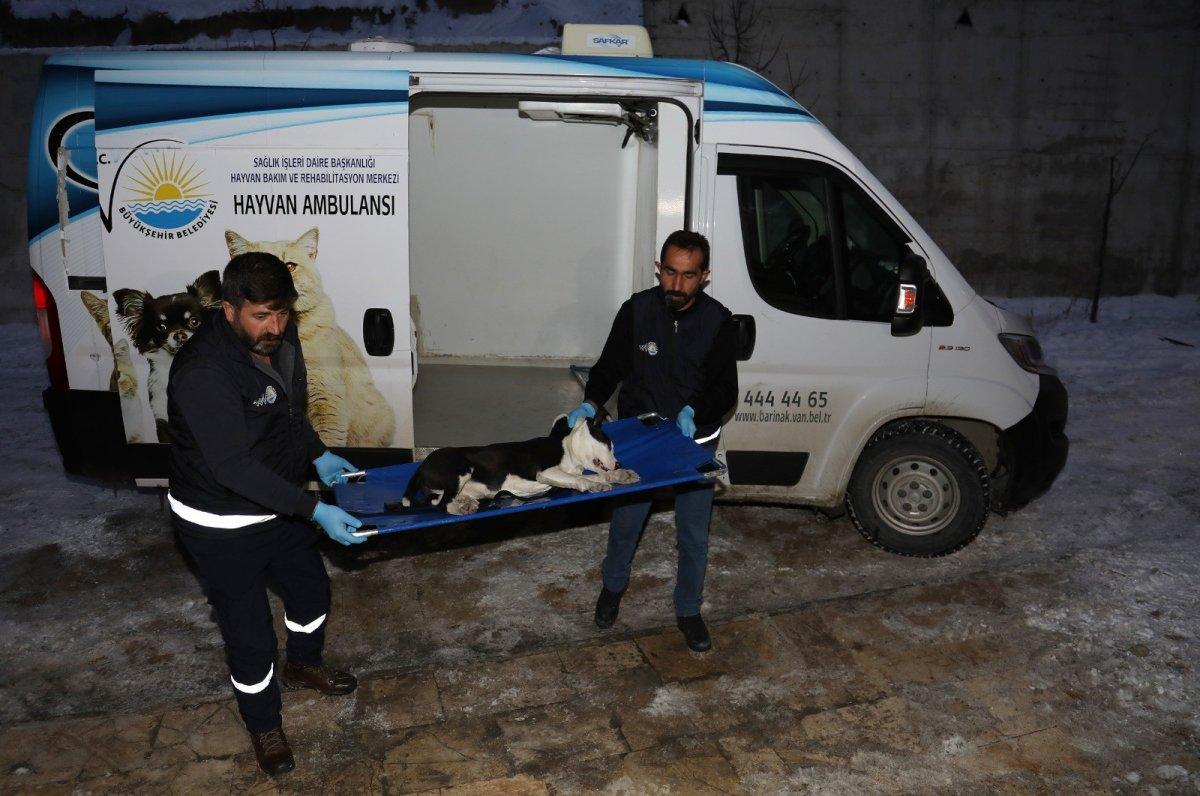 Van'da sokakta dolaşan pitbull koruma altına alındı