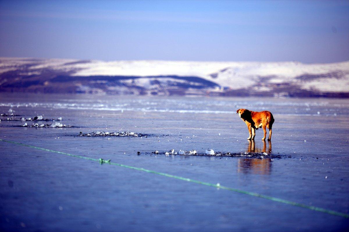 Çıldır Gölü'nde buz kalınlığı 15 santimetreye ulaştı