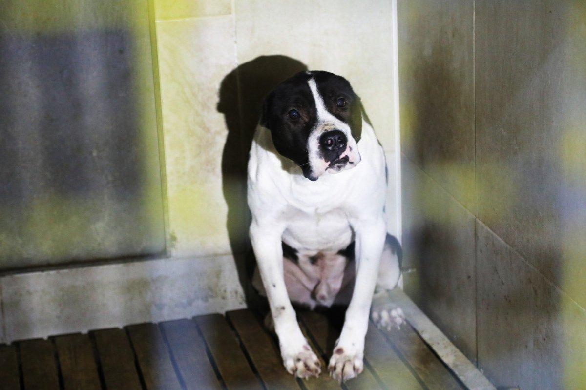 Van'da sokakta dolaşan pitbull koruma altına alındı