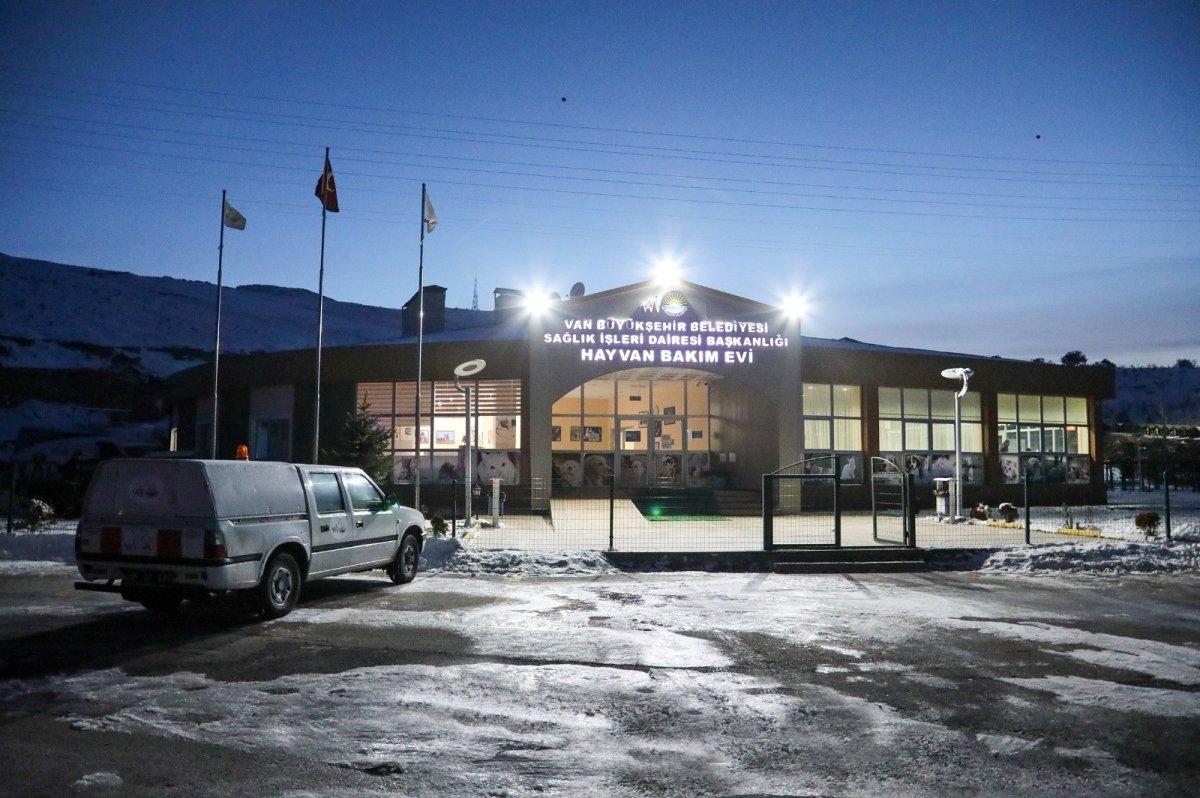 Van'da sokakta dolaşan pitbull koruma altına alındı