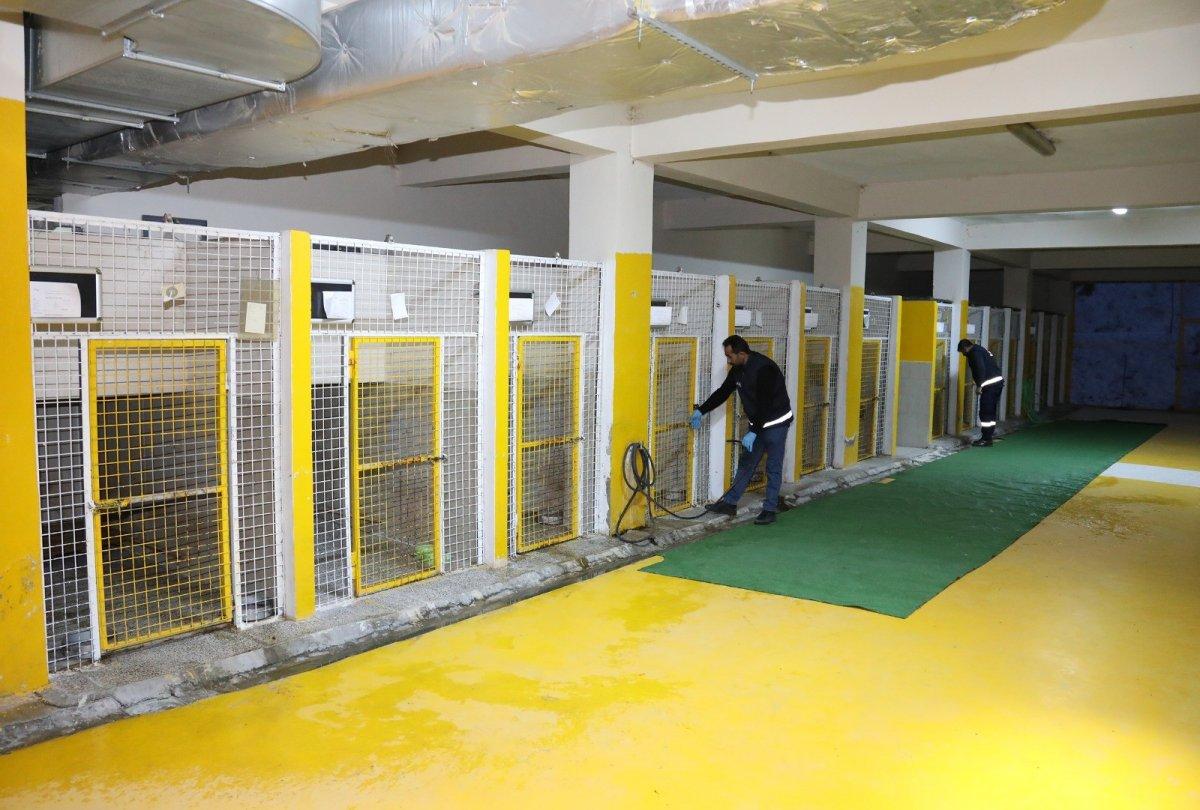 Van'da sokakta dolaşan pitbull koruma altına alındı