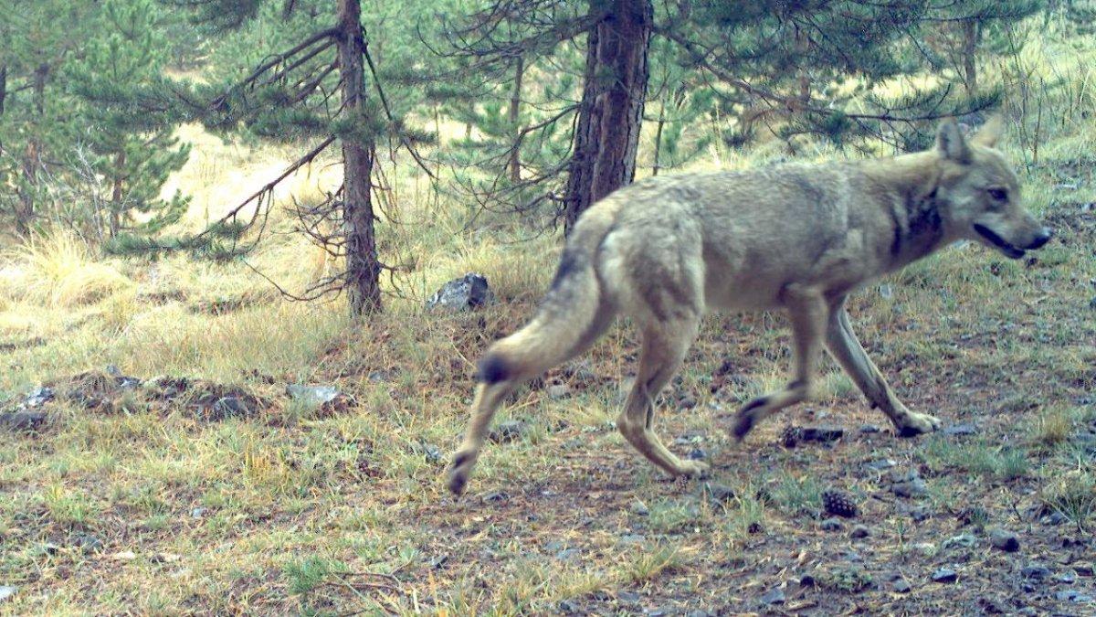 Sarıkamış kurdunun 1600 kilometrelik yolculuğu