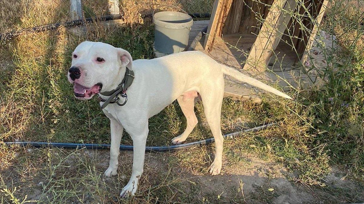 HAYTAP Başkanı Şenpolat: Saldıran hayvanın sahibi cinayete teşebbüsten yargılanmalı