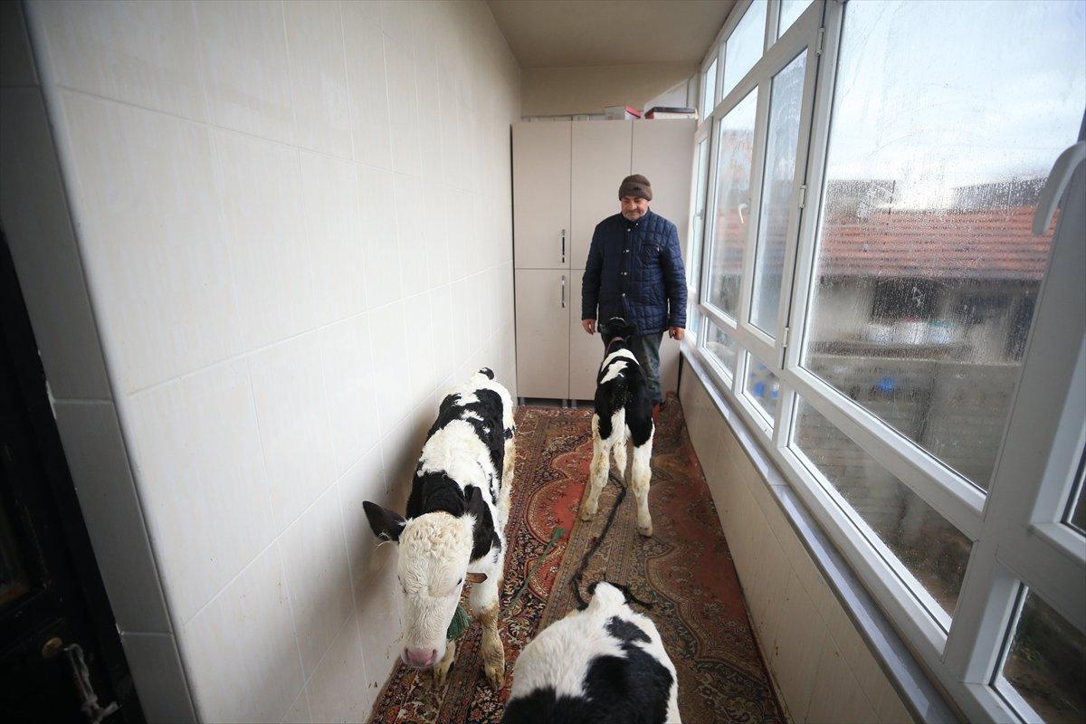 Kırklareli'nde taşkından kurtardığı buzağılarını balkonunda besliyor