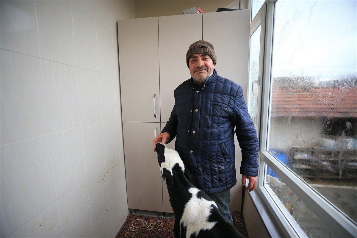 Kırklareli'nde taşkından kurtardığı buzağılarını balkonunda besliyor