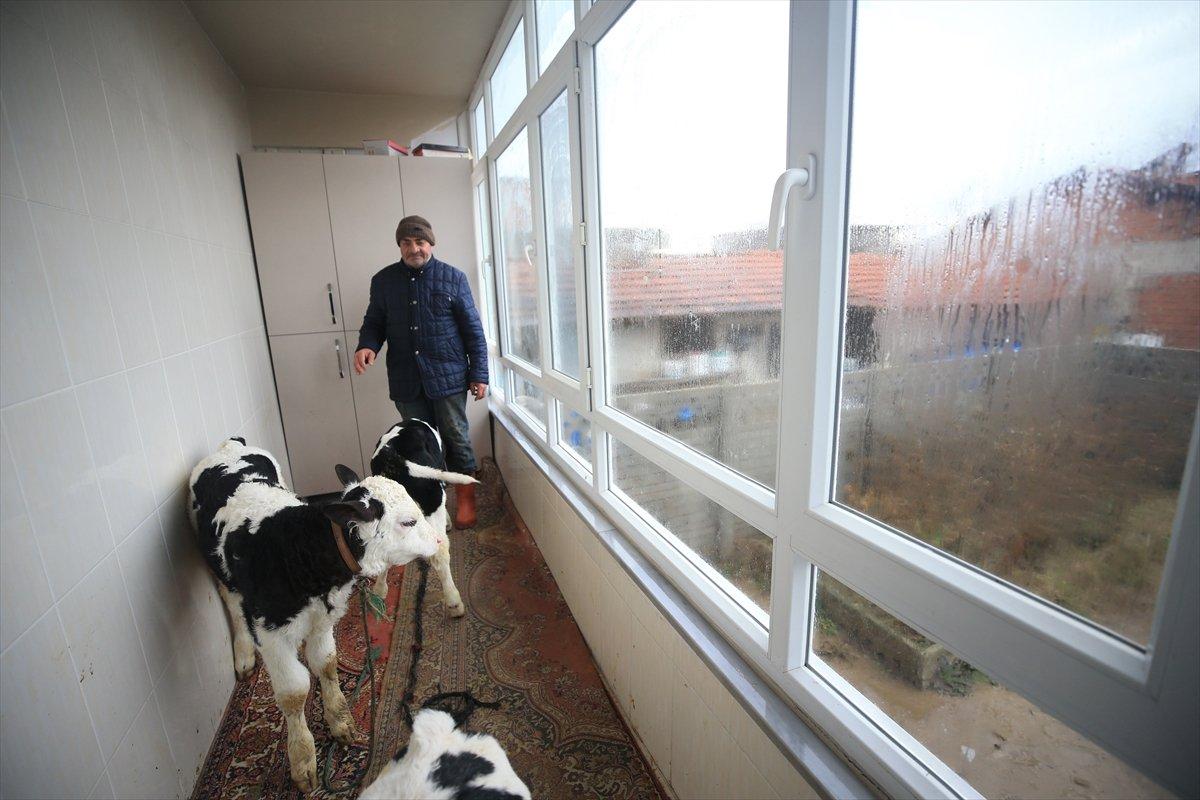 Kırklareli'nde taşkından kurtardığı buzağılarını balkonunda besliyor