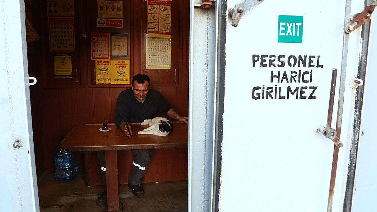 Gemide doğan kedi 'Lolipop', Türkiye'nin birçok limanını gördü