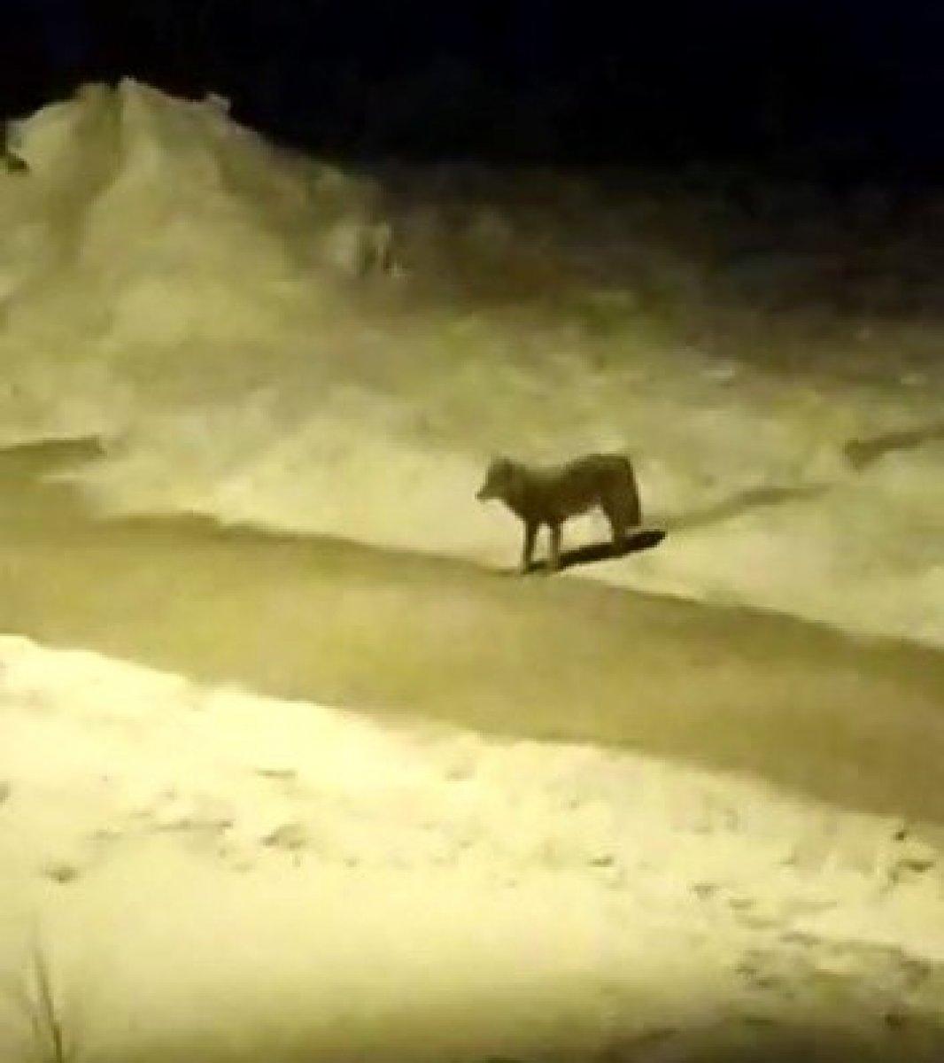 Hakkari'de aç kalan kurt sürüsü şehre indi
