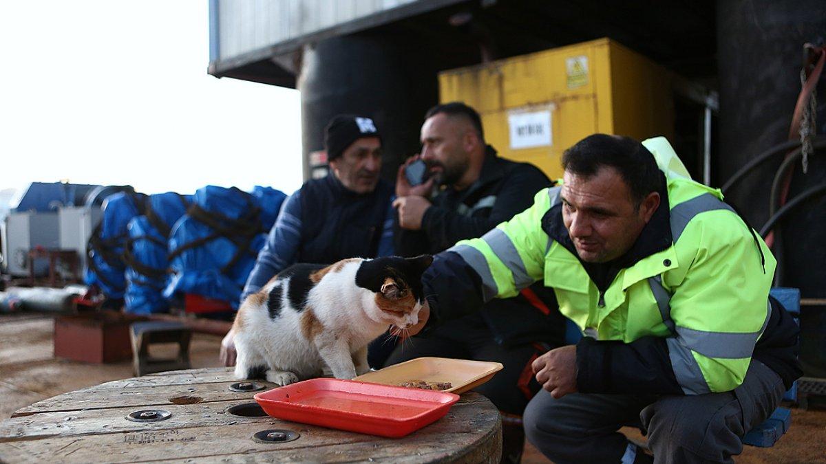 Gemide doğan kedi 'Lolipop', Türkiye'nin birçok limanını gördü