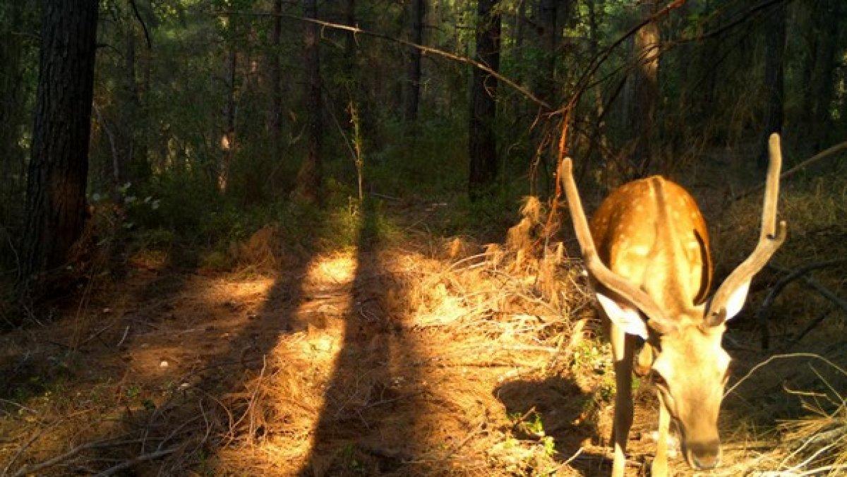 Fransız belediye başkanı uyardı: Alageyikler şişmanladı, beslemeyin