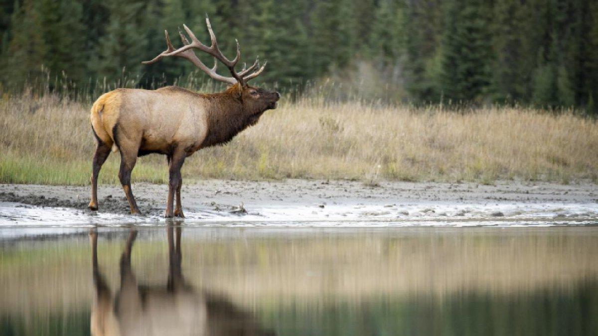 Fransız belediye başkanı uyardı: Alageyikler şişmanladı, beslemeyin