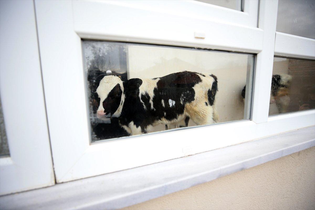 Kırklareli'nde taşkından kurtardığı buzağılarını balkonunda besliyor