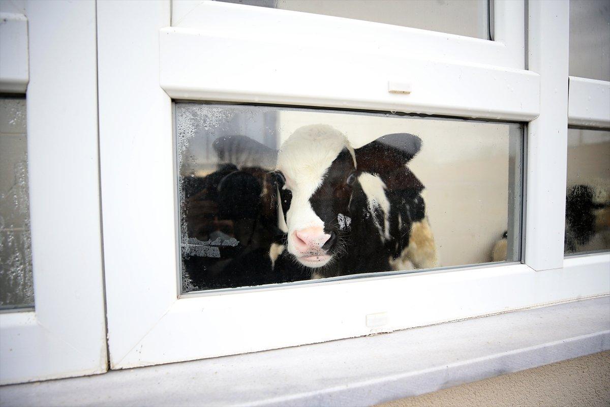 Kırklareli'nde taşkından kurtardığı buzağılarını balkonunda besliyor