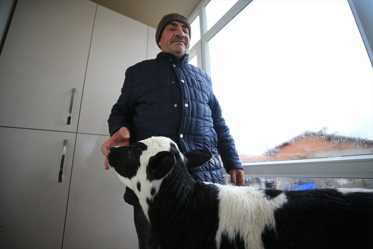 Kırklareli'nde taşkından kurtardığı buzağılarını balkonunda besliyor