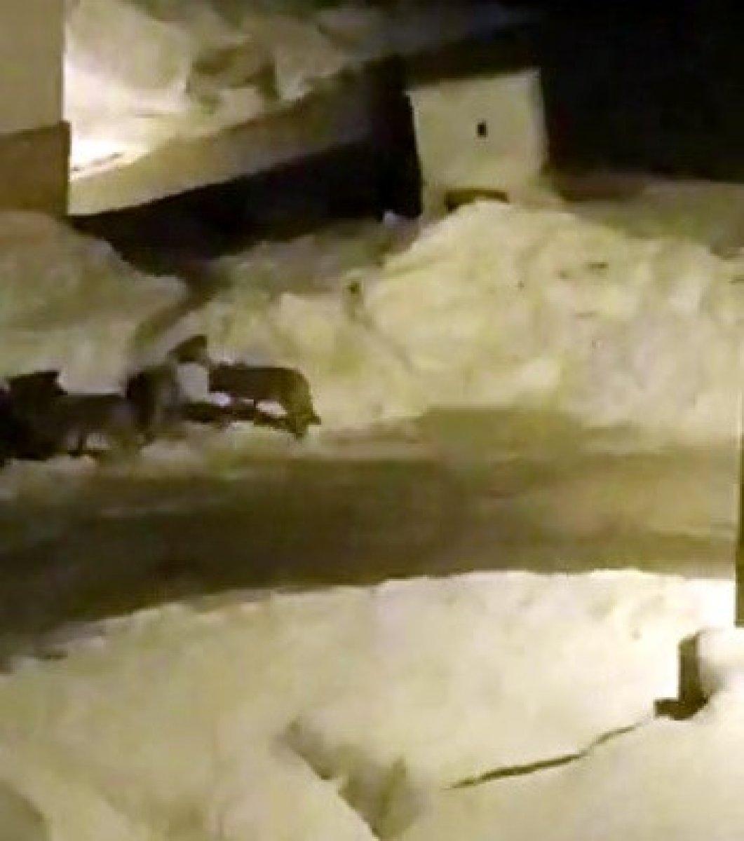 Hakkari'de aç kalan kurt sürüsü şehre indi