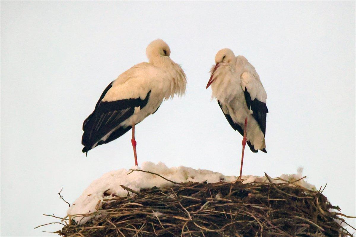 Hakkari'de göç etmeyen leyleklere köylüler sahip çıktı