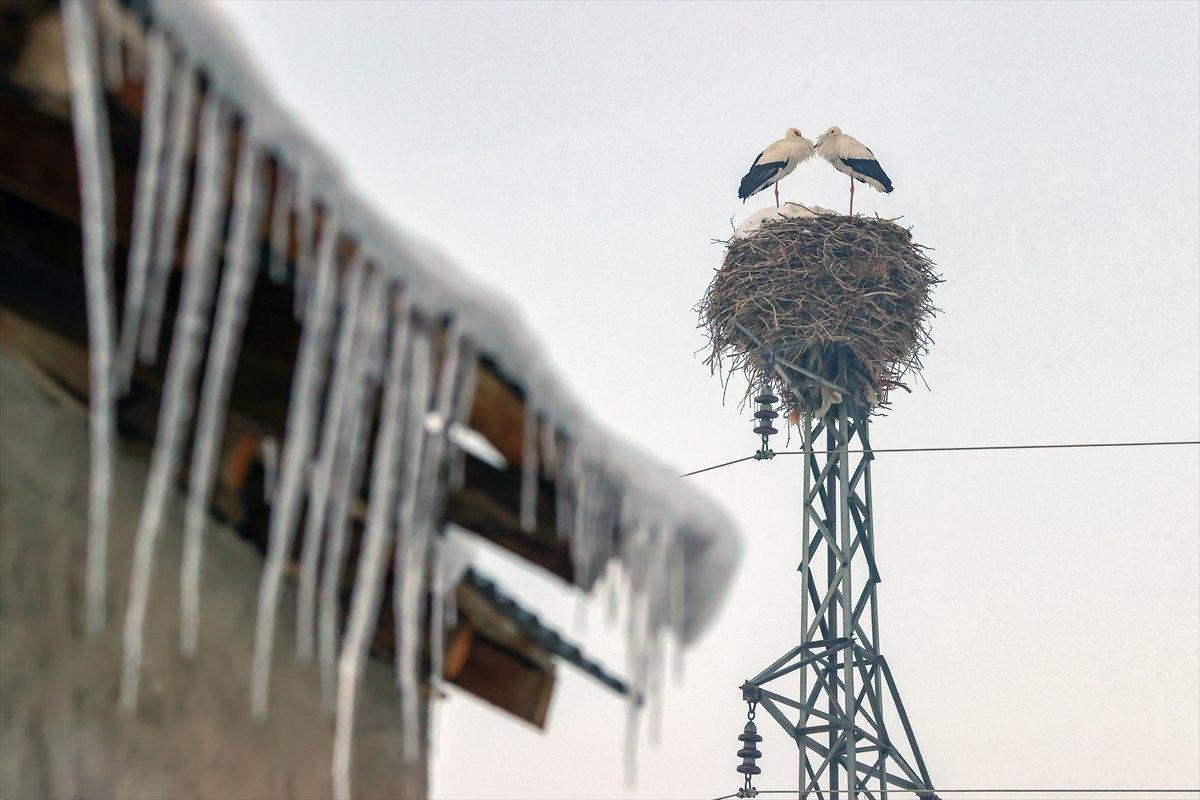 Hakkari'de göç etmeyen leyleklere köylüler sahip çıktı