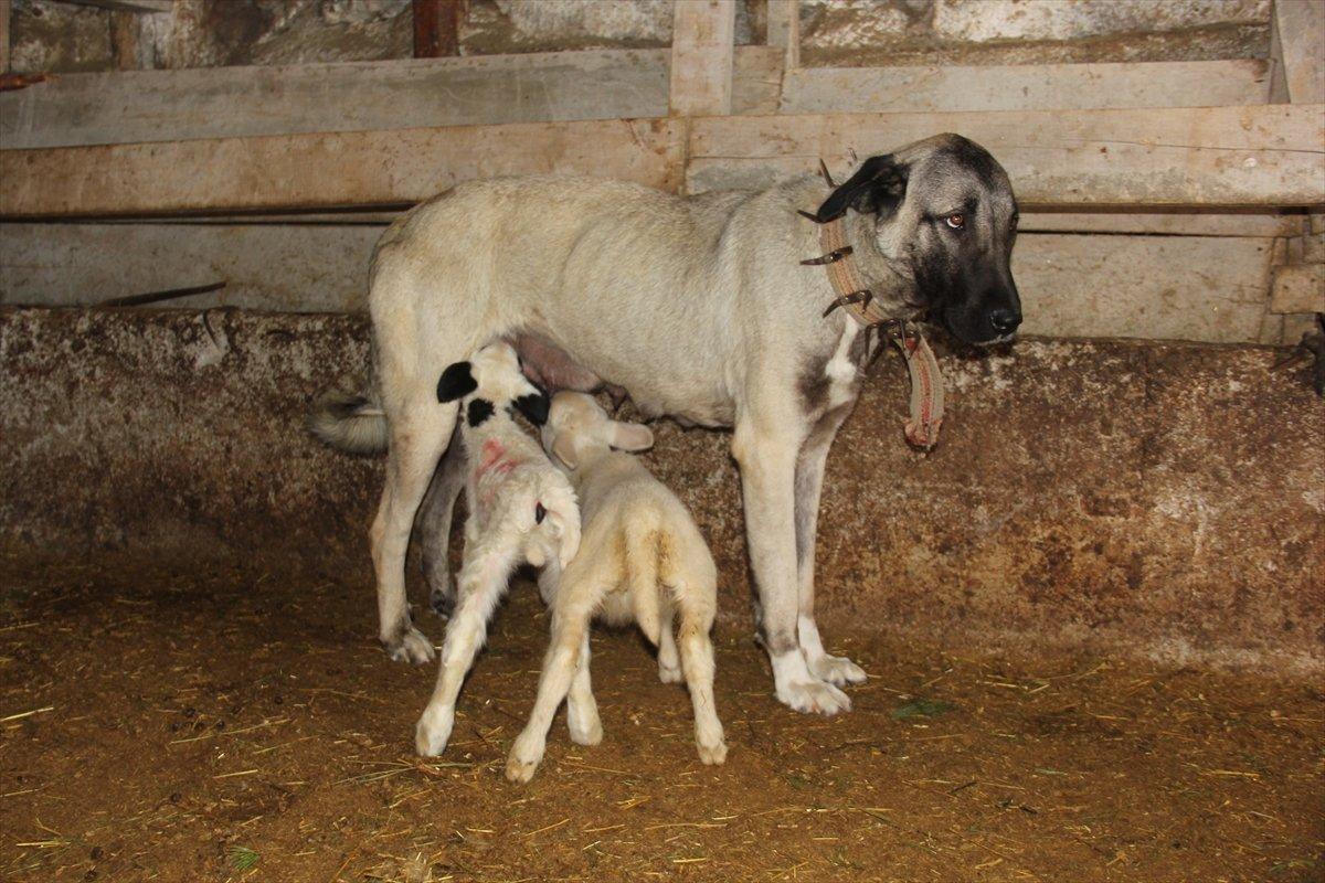 Sivas'ta Kangal köpeği, yavru kuzuyu emziriyor