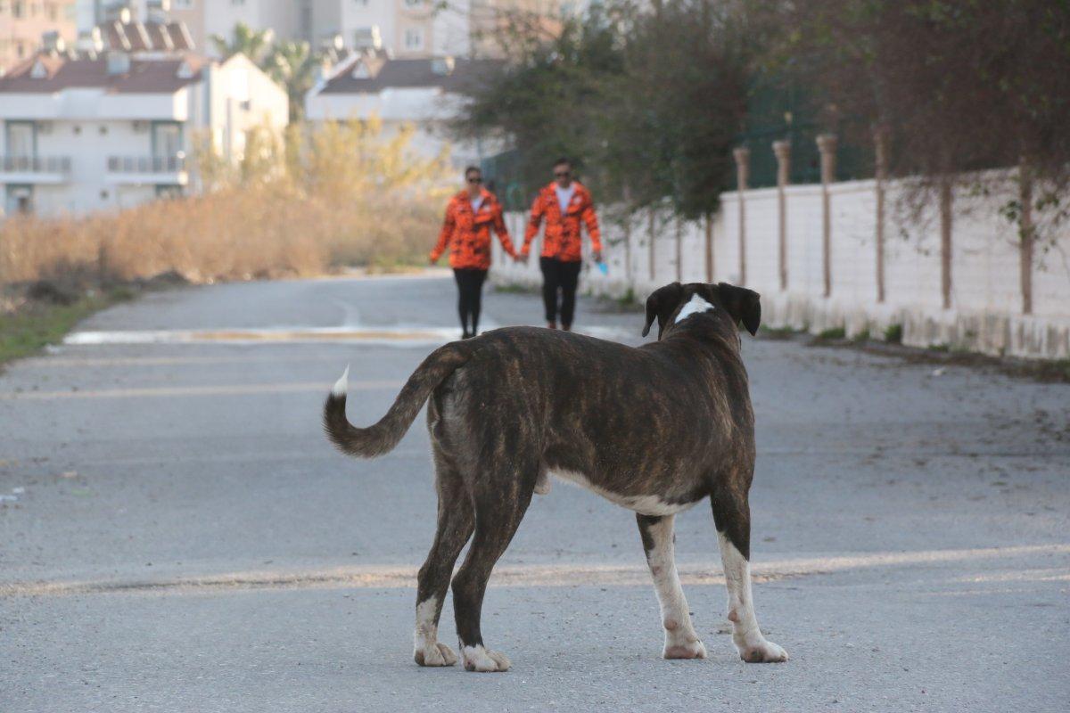 Antalya’da sokak köpeği tarafından ısırılan aşçı kadın kabusu yaşadı