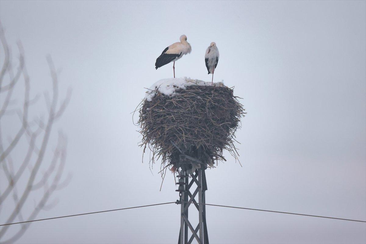 Hakkari'de göç etmeyen leyleklere köylüler sahip çıktı