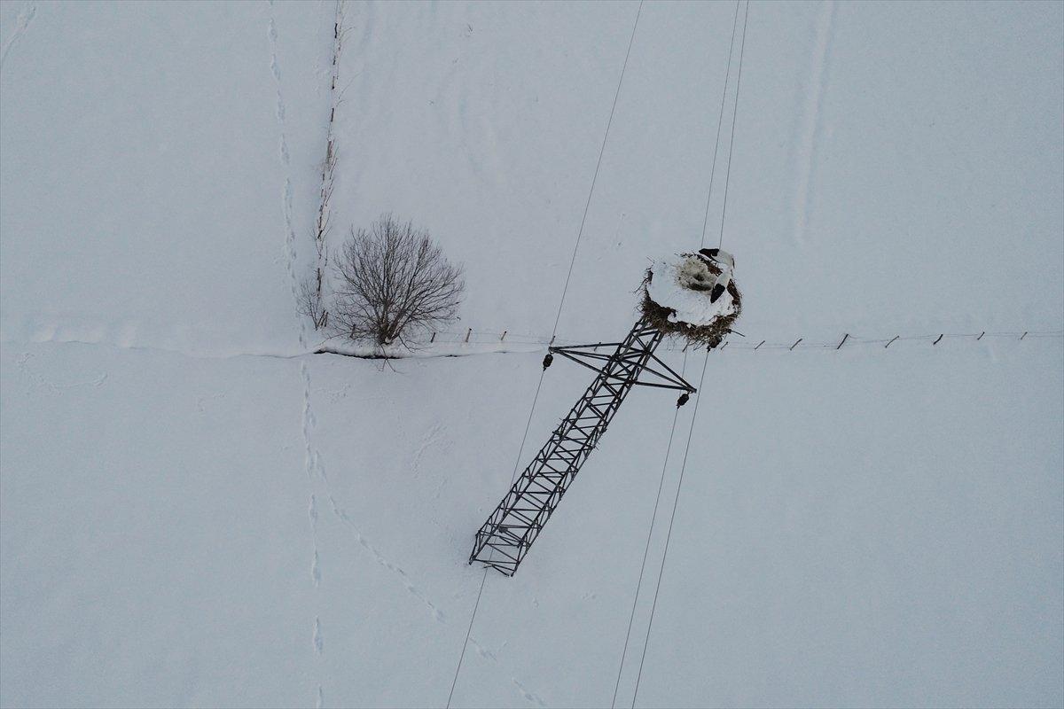 Hakkari'de göç etmeyen leyleklere köylüler sahip çıktı