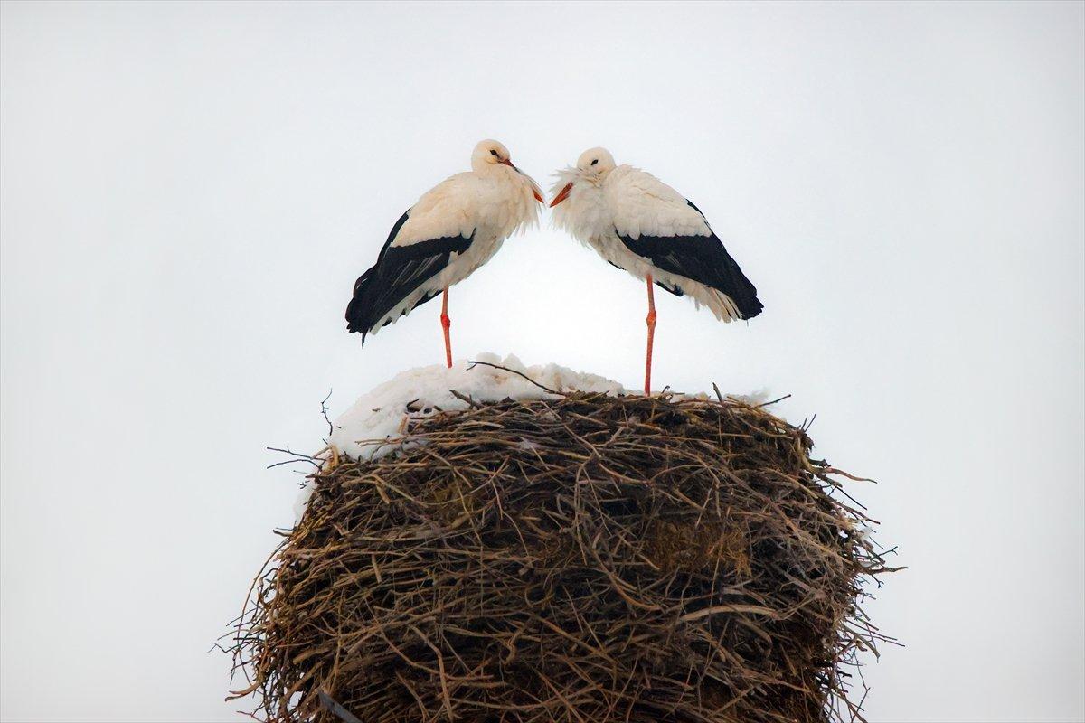 Hakkari'de göç etmeyen leyleklere köylüler sahip çıktı