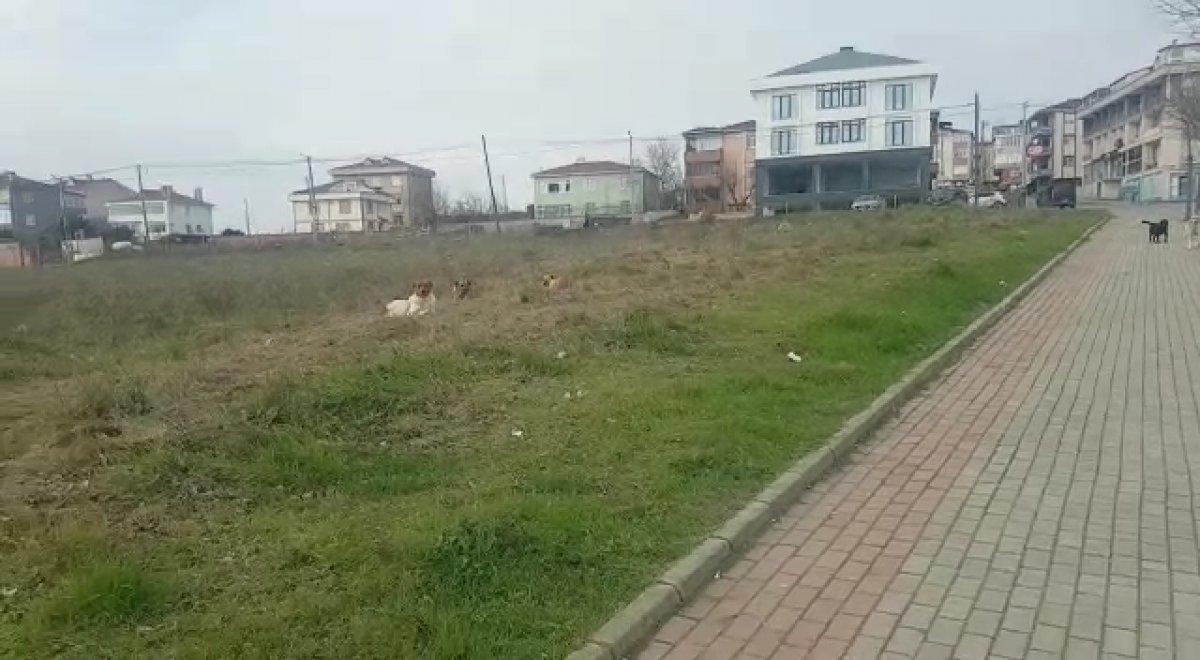 İstanbul'da başıboş köpekler korku saçıyor