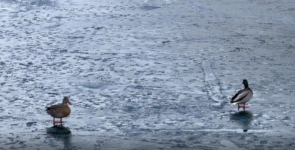 Uzungöl'ün büyük bölümü buz tuttu