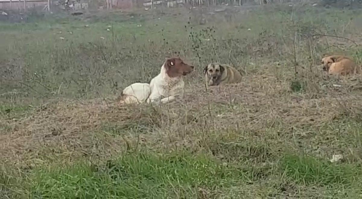 İstanbul'da başıboş köpekler korku saçıyor