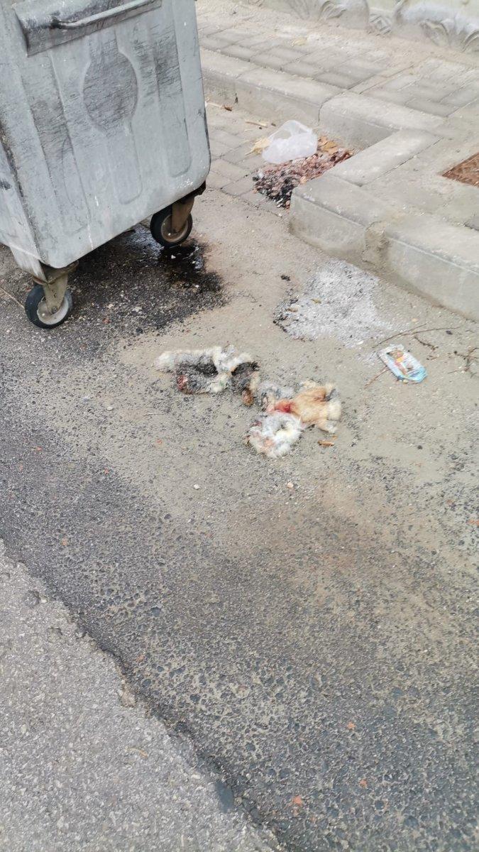 Karaman'da kedilerin derisi yüzüldü ihbarına giden polis, tavşan derisi buldu