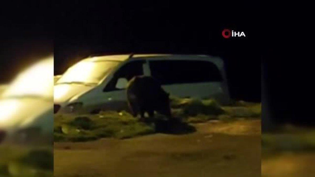 Eyüpsultan’da aç kalan domuz semte indi