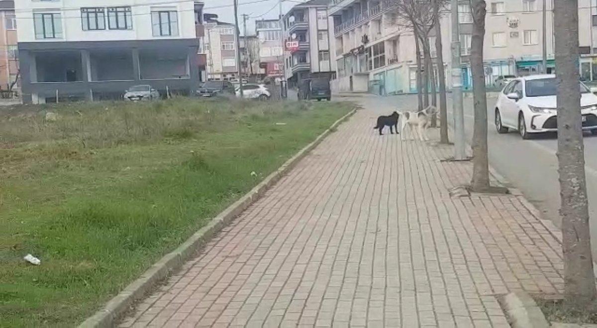 İstanbul'da başıboş köpekler korku saçıyor