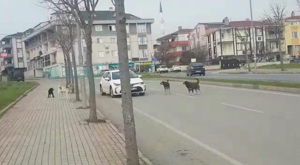 İstanbul'da başıboş köpekler korku saçıyor