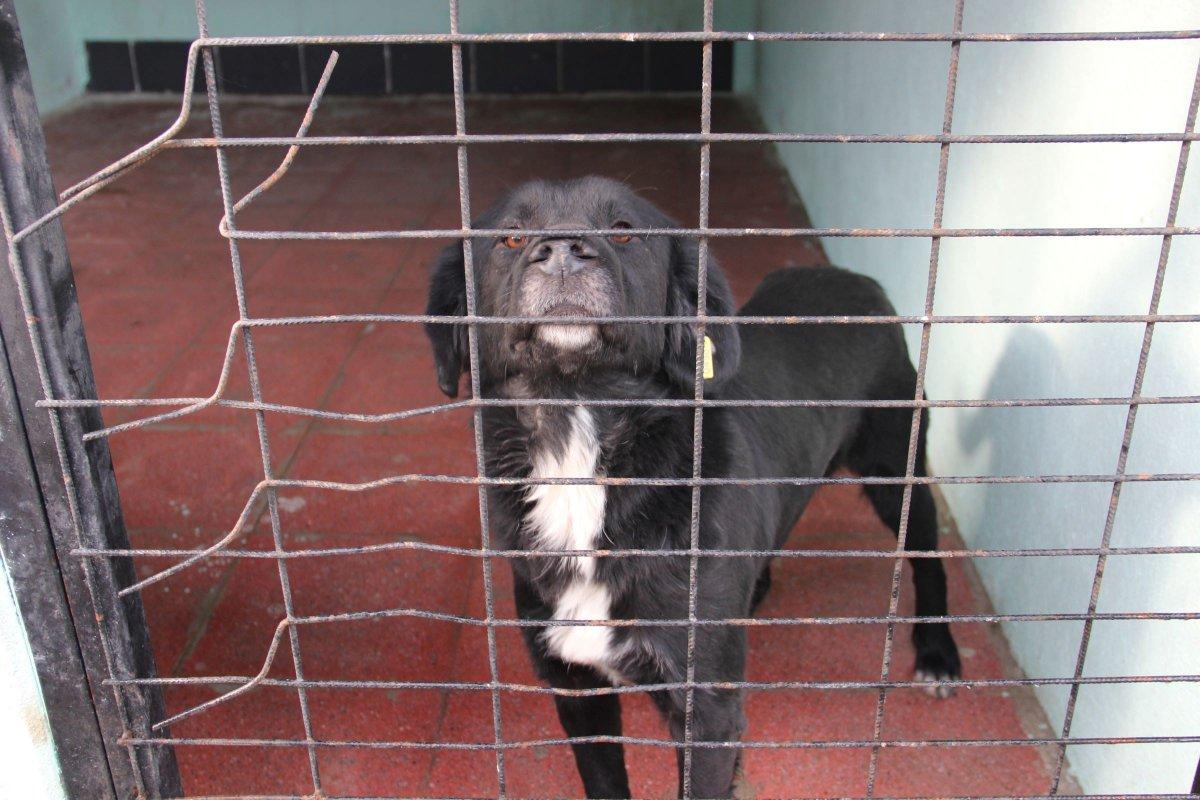 Manisa'da köpek saldırısına uğrayan Mert, travma yaşıyor