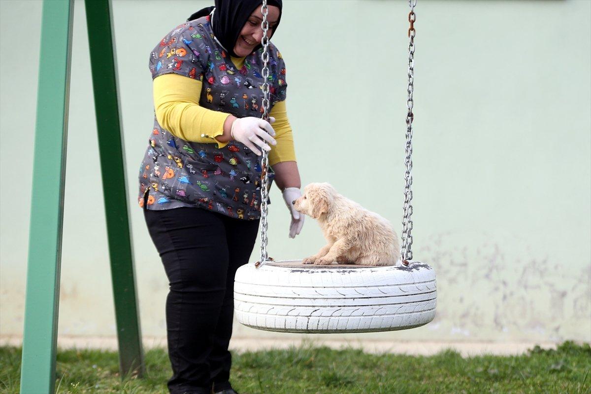 Düzce'de sokak hayvanları için 10 bin metrekarelik açık yaşam alanı
