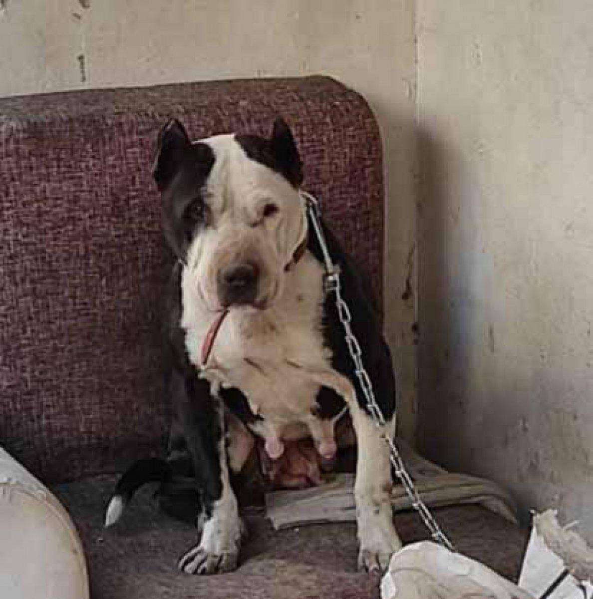 Sahiplerinin terk ettiği pitbulllar barınaklara götürülüyor