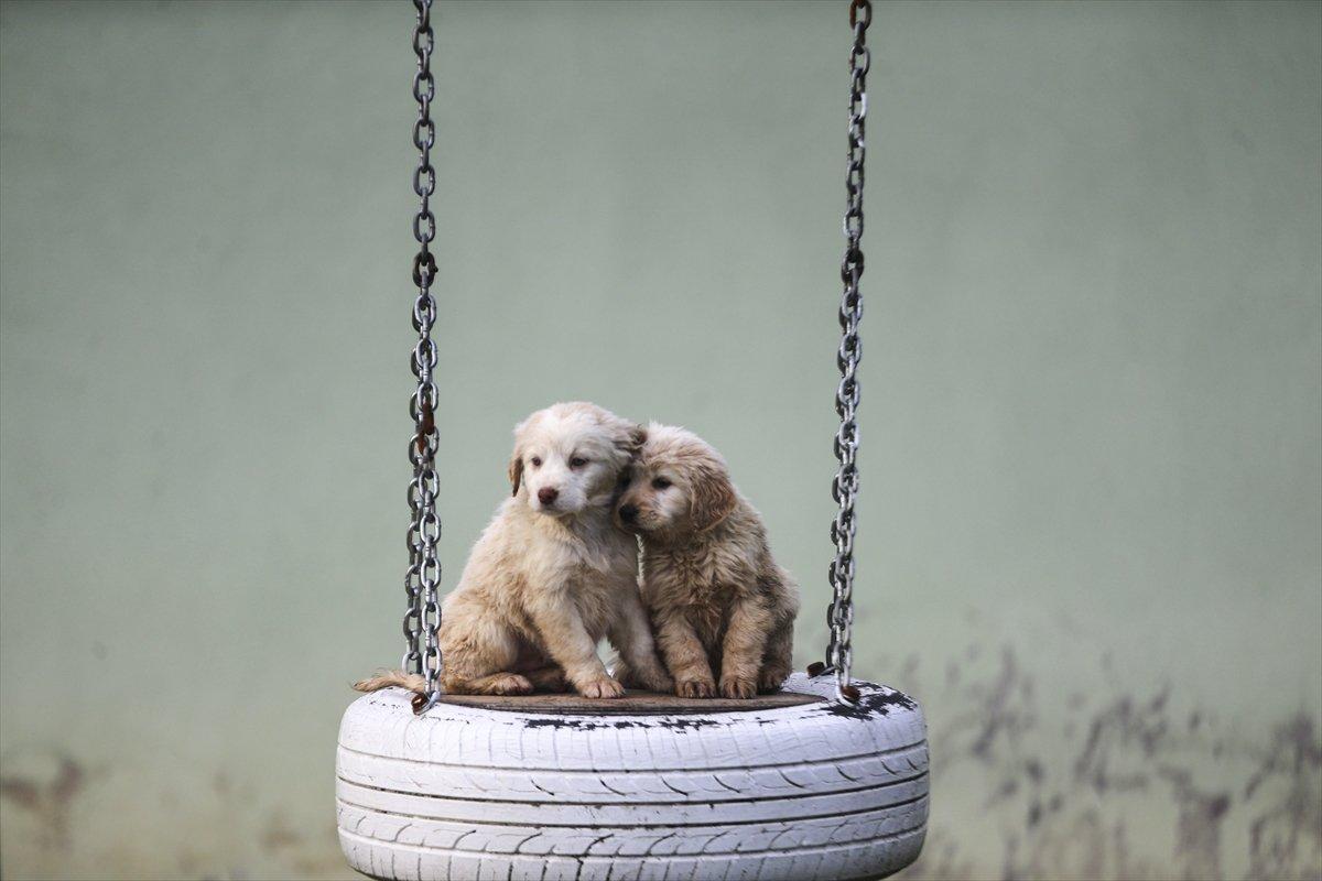 Düzce'de sokak hayvanları için 10 bin metrekarelik açık yaşam alanı