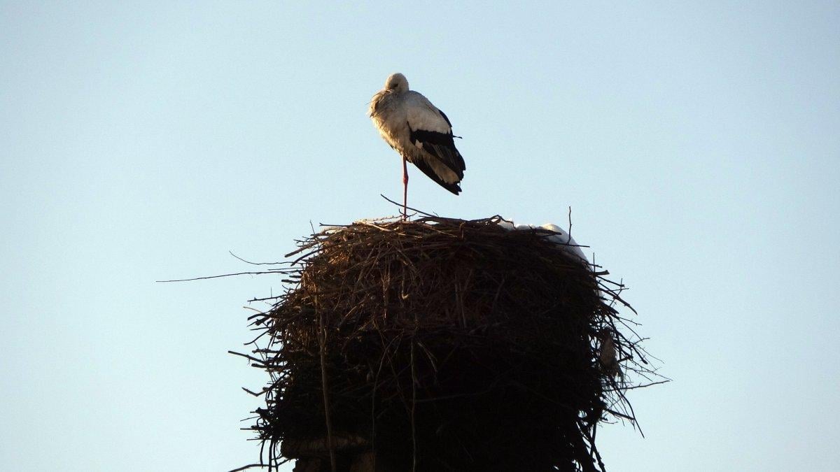 Hakkari'de göç etmeyen leylek köyün maskotu oldu