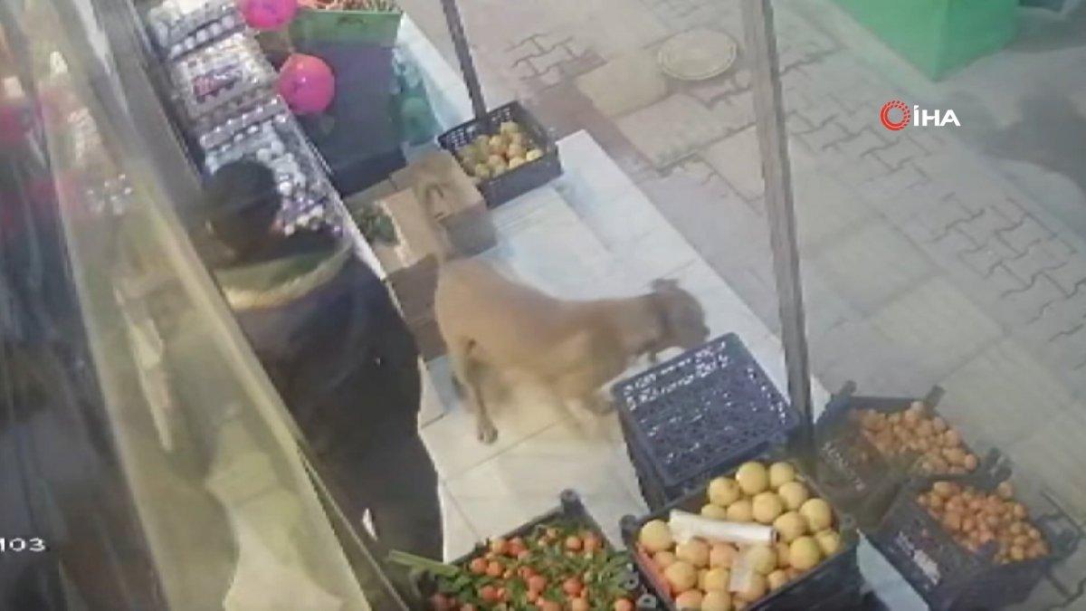 Gaziantep’te karton toplayan kadına pitbull saldırdı