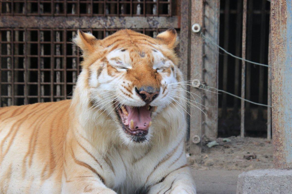 Japonya'da hayvanat bahçesinde kaplan saldırısı