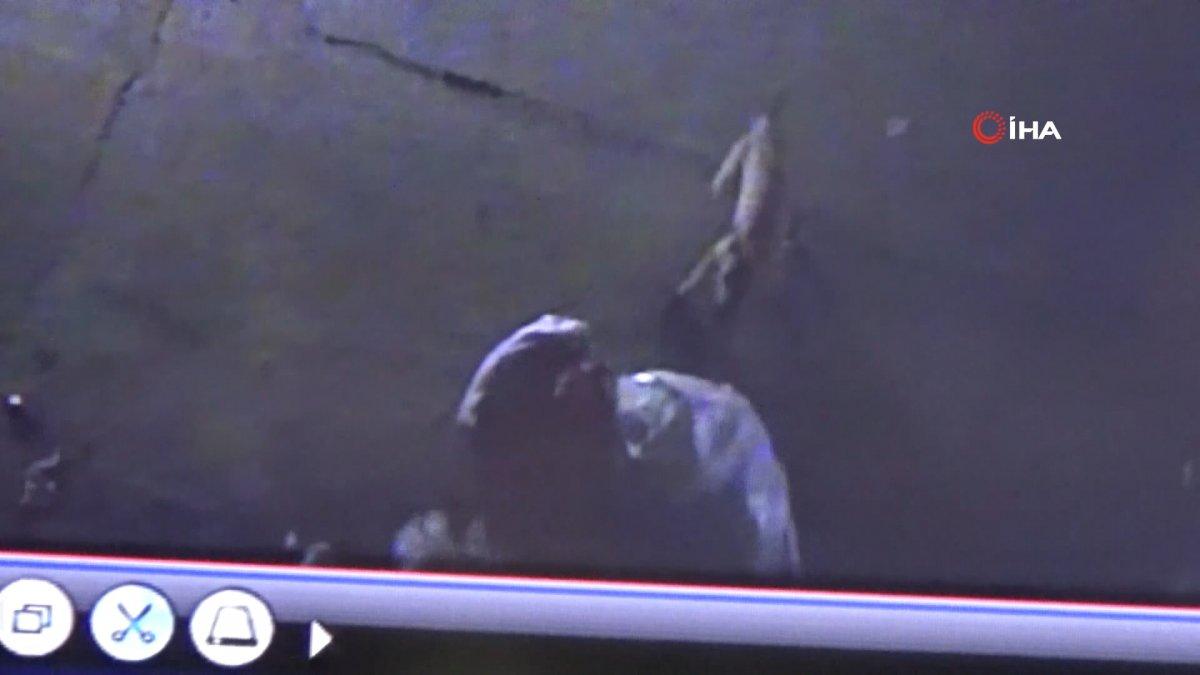 Gaziantep’te karton toplayan kadına pitbull saldırdı