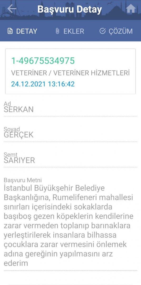 Sarıyer'e araçlarla terk edilen köpekler, mahalleliyi ürkütüyor