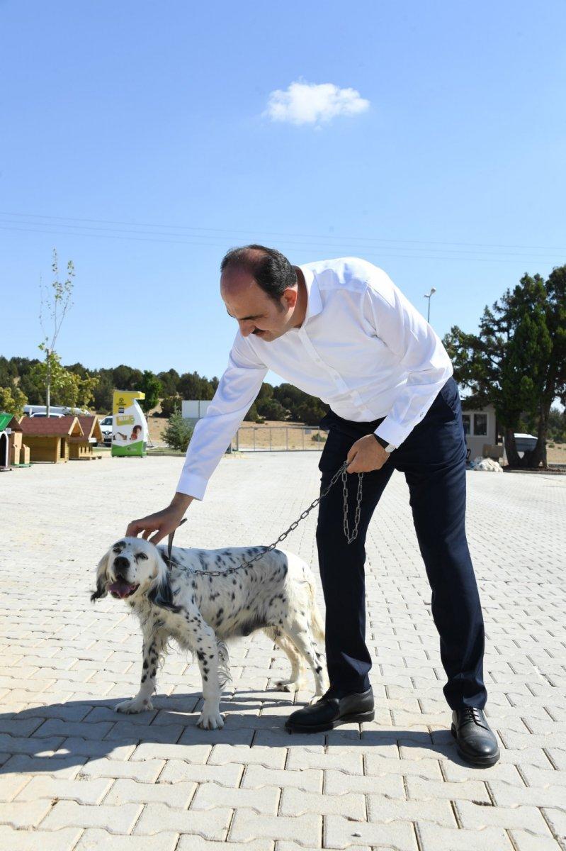 Konya'daki 100 bin metrekarelik barınakta sahipsiz hayvanların yaraları sarılıyor