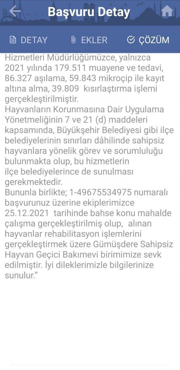 Sarıyer'e araçlarla terk edilen köpekler, mahalleliyi ürkütüyor